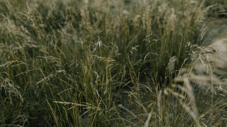 Why Does My Dog Eat Grass Every Day? Understanding the Causes and Solutions