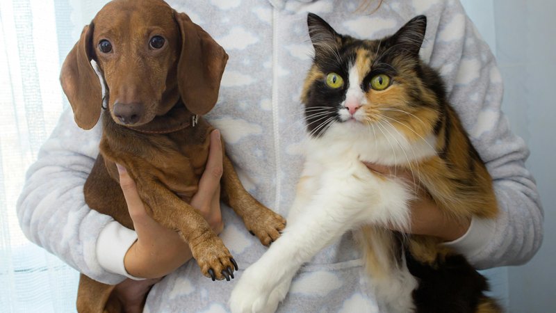 What Animals You Can Keep – Keep the Tail Wagging