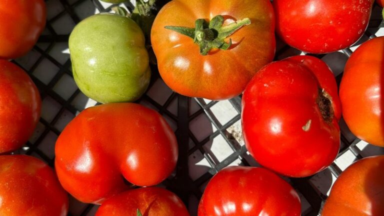 Can Dogs Eat Tomatoes? Safety Guide for Pet Owners