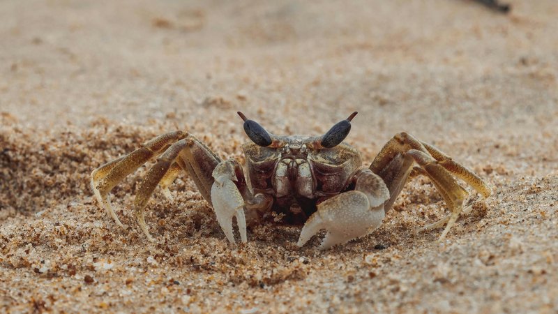 Les chats peuvent-ils manger du crabe ? Guide de sécurité pour les propriétaires de chats – Gardez la queue remuante