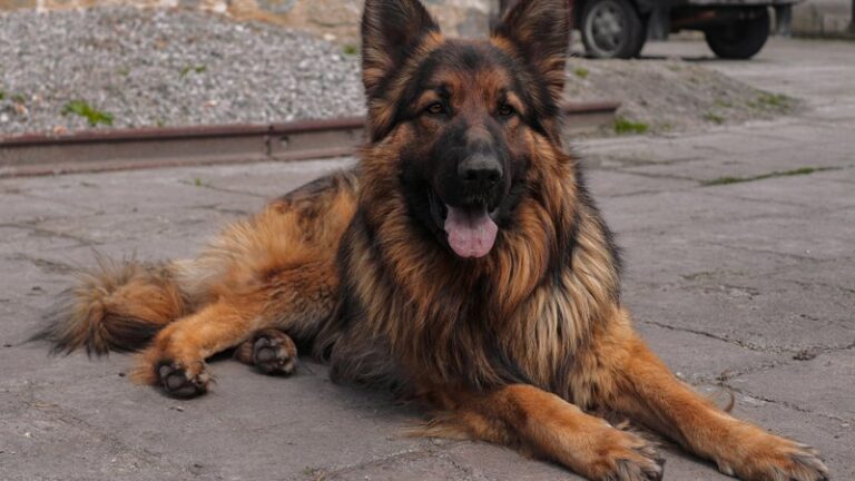 17 Guard Dog Breeds That Are Good With Kids