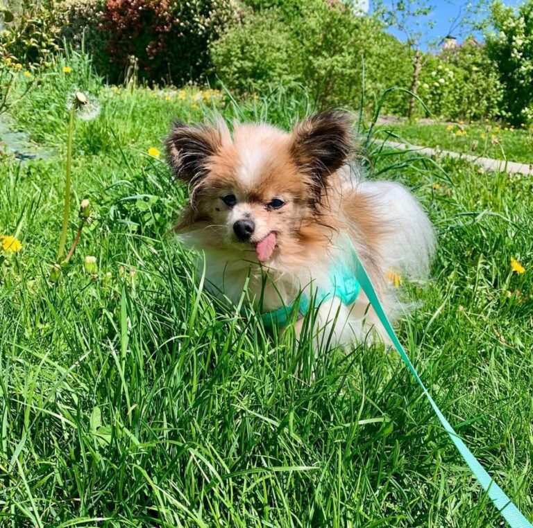 Meet Lazare, the 30-Year-Old Dog Who Could Become the Oldest in the World