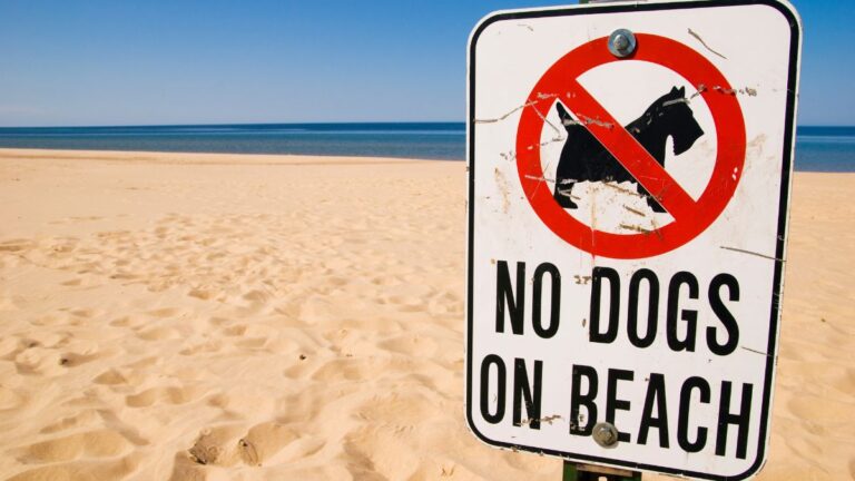 10 Wealthy Tourist Towns That Banned Dogs from Beaches Just to Keep the “Wrong” Crowd Away