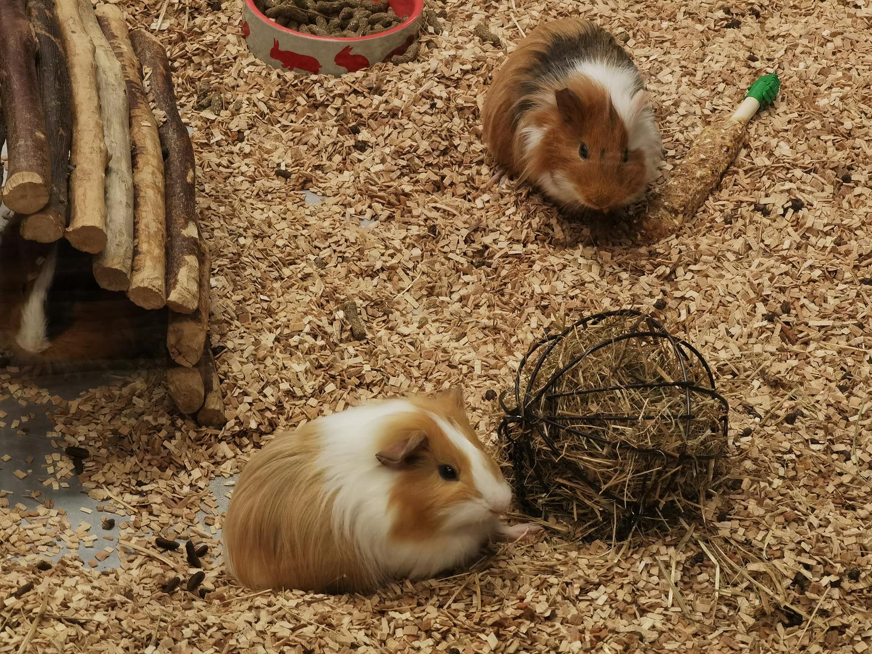 Guinea Pigs Pets