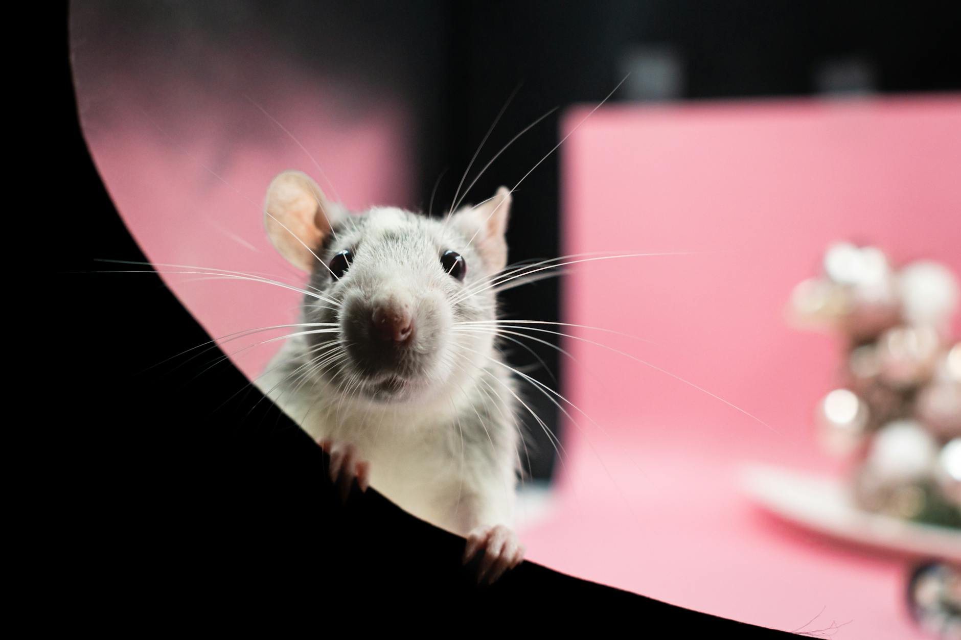 Rats Indoor Pets