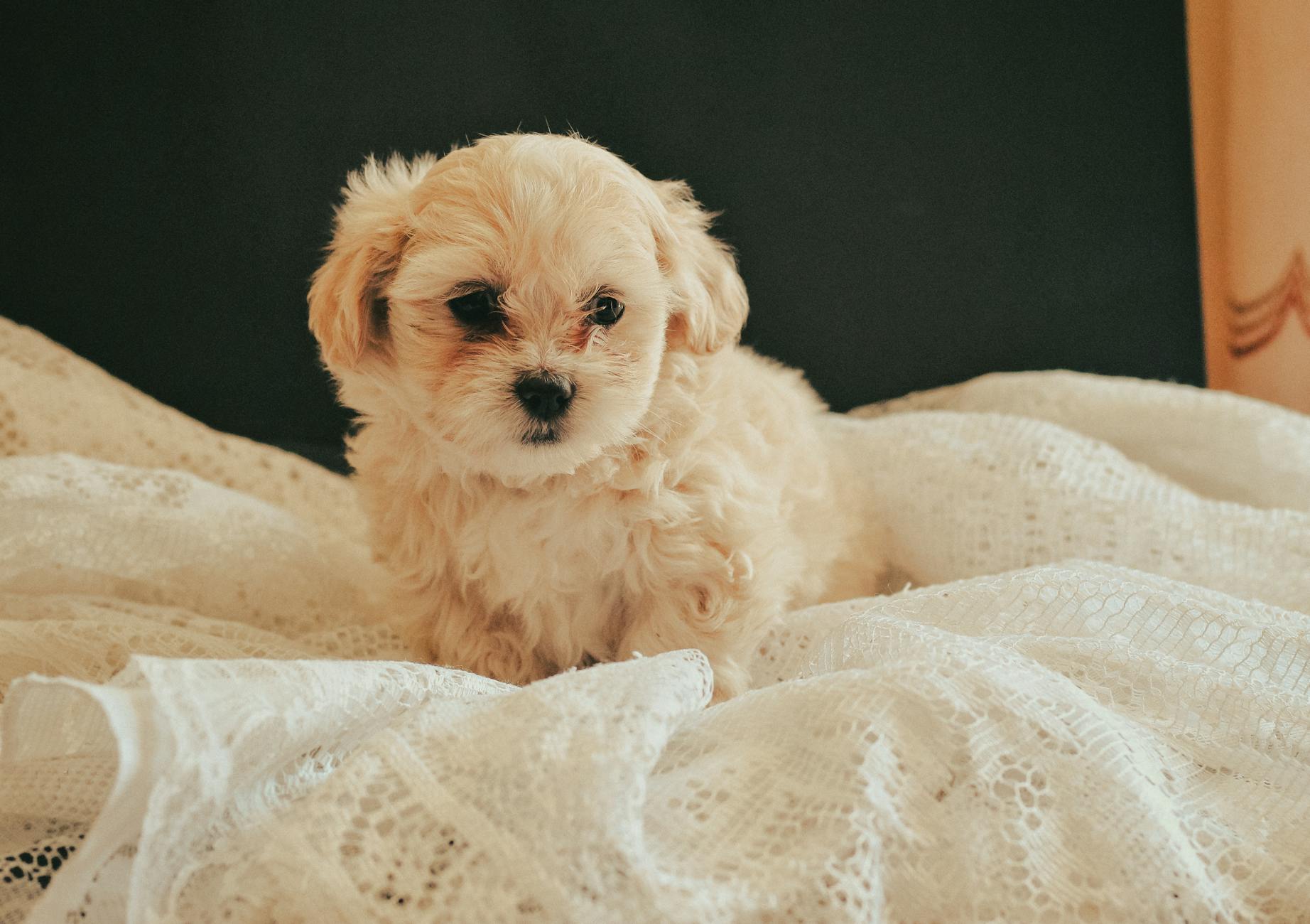 Teacup Maltipoo Dog