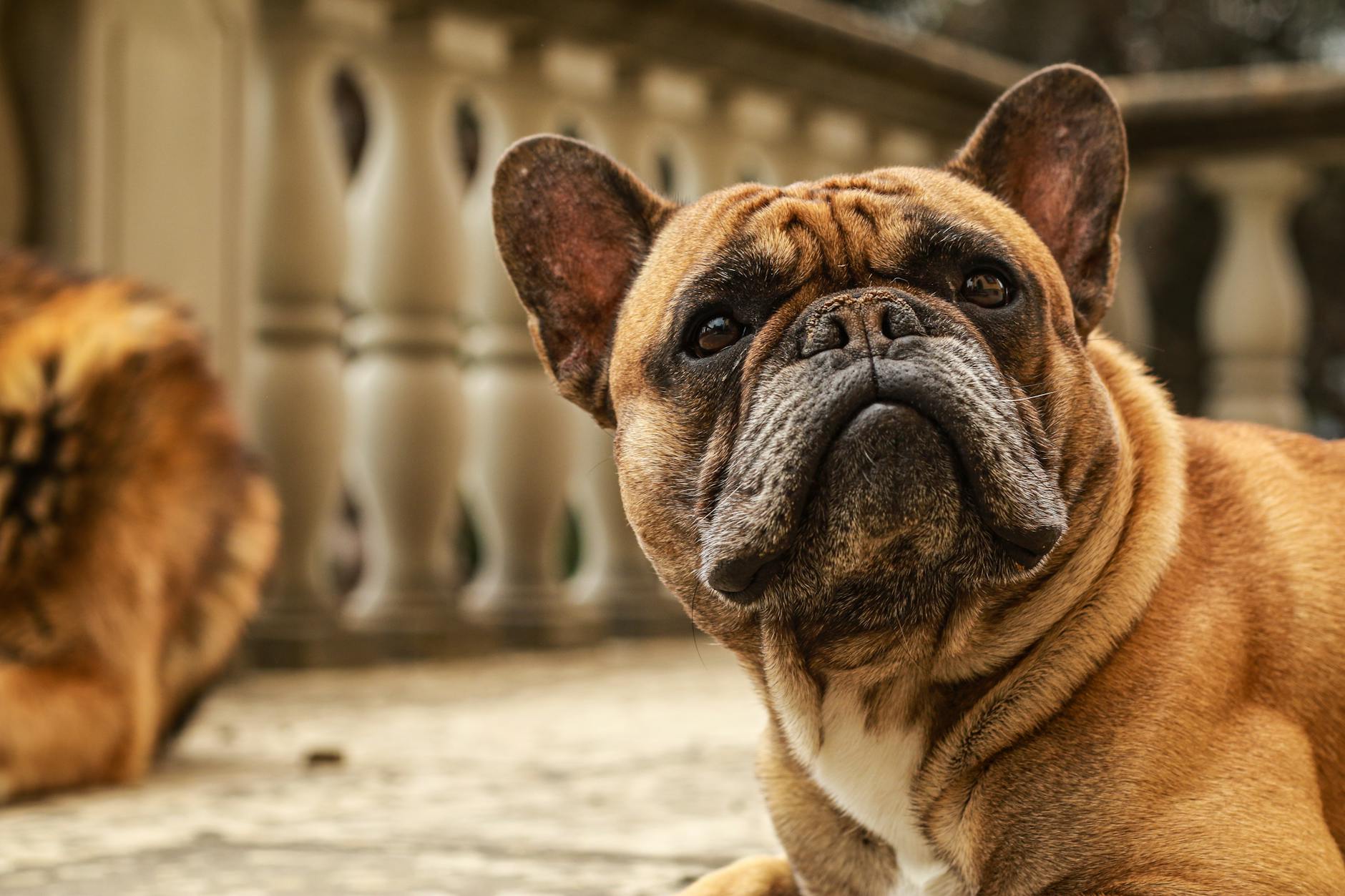 Frug Dog Breeds
