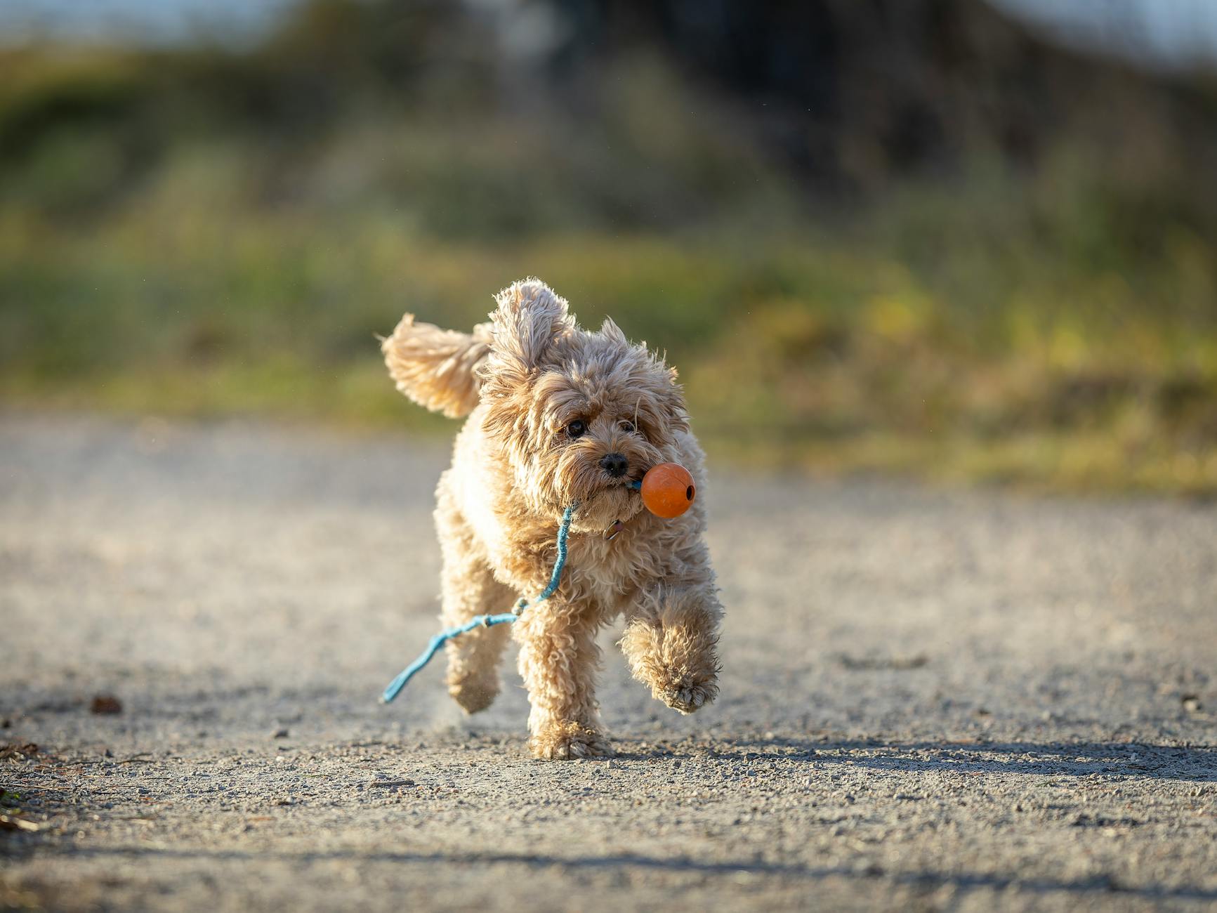 Cavapoo Dog Breeds