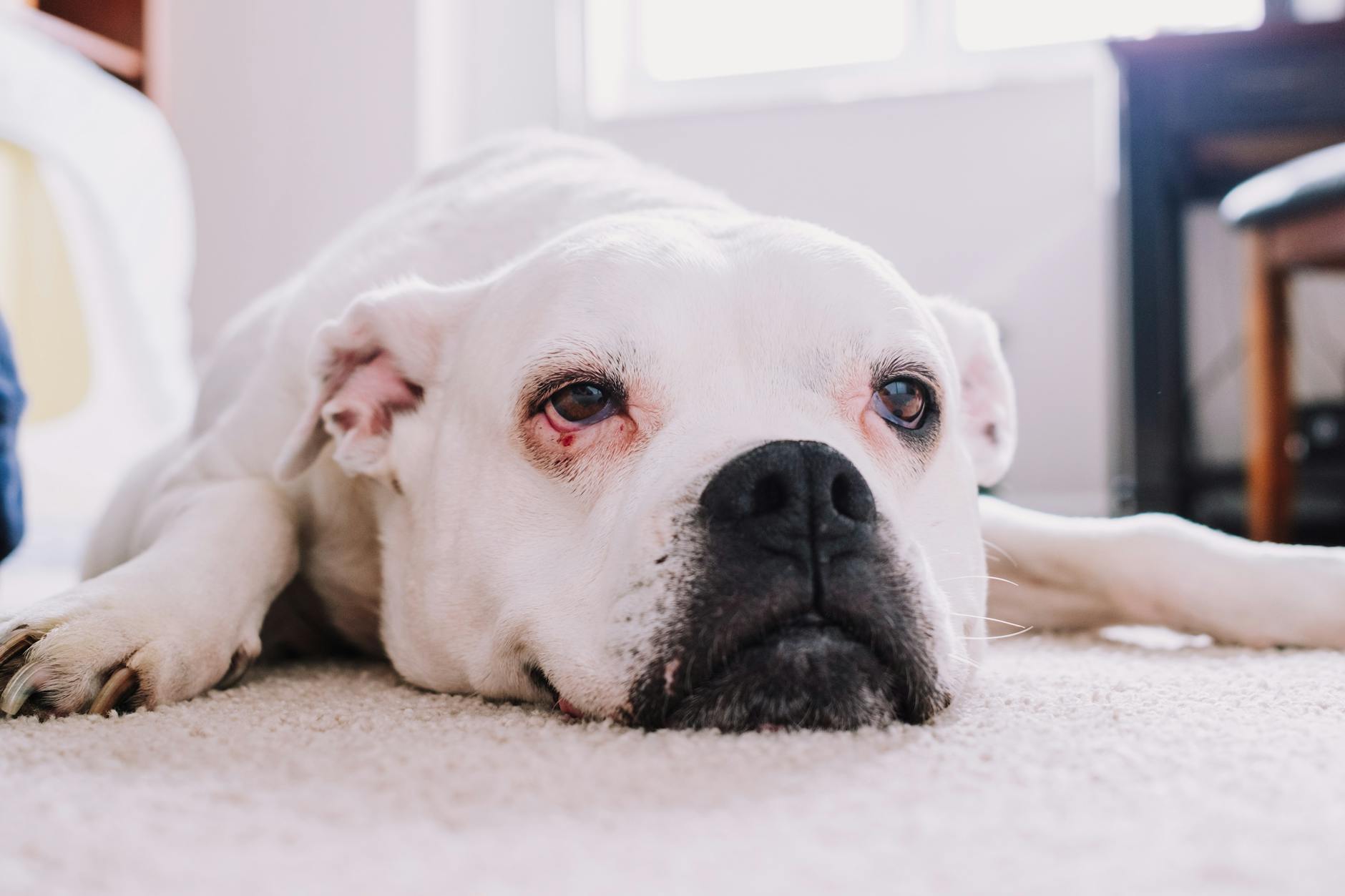 Dogs Indoor Pets