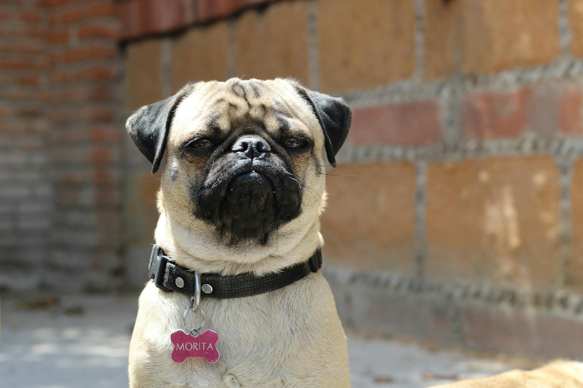 Bull Pug Dog