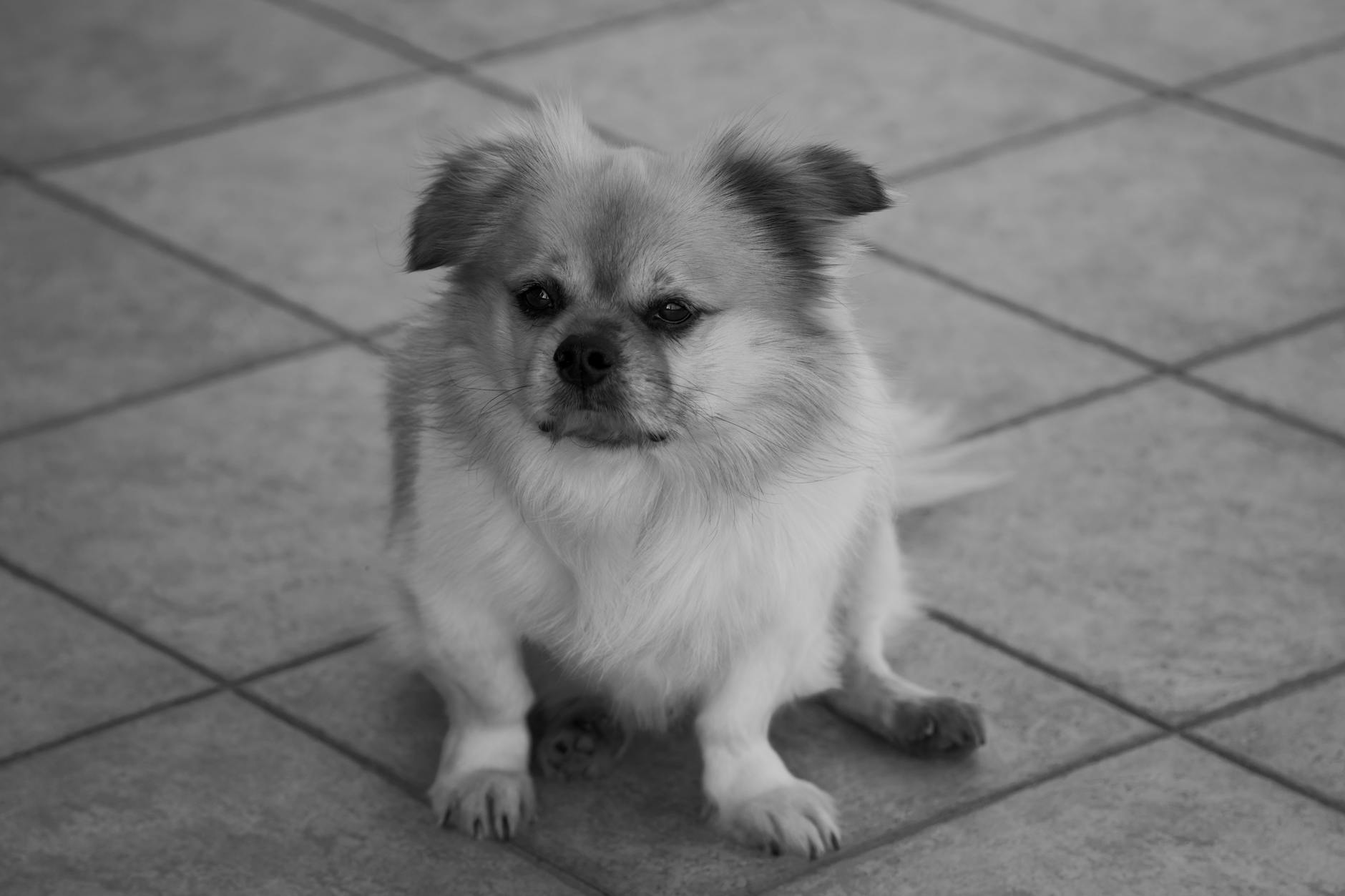 Dorgi Dog Breeds