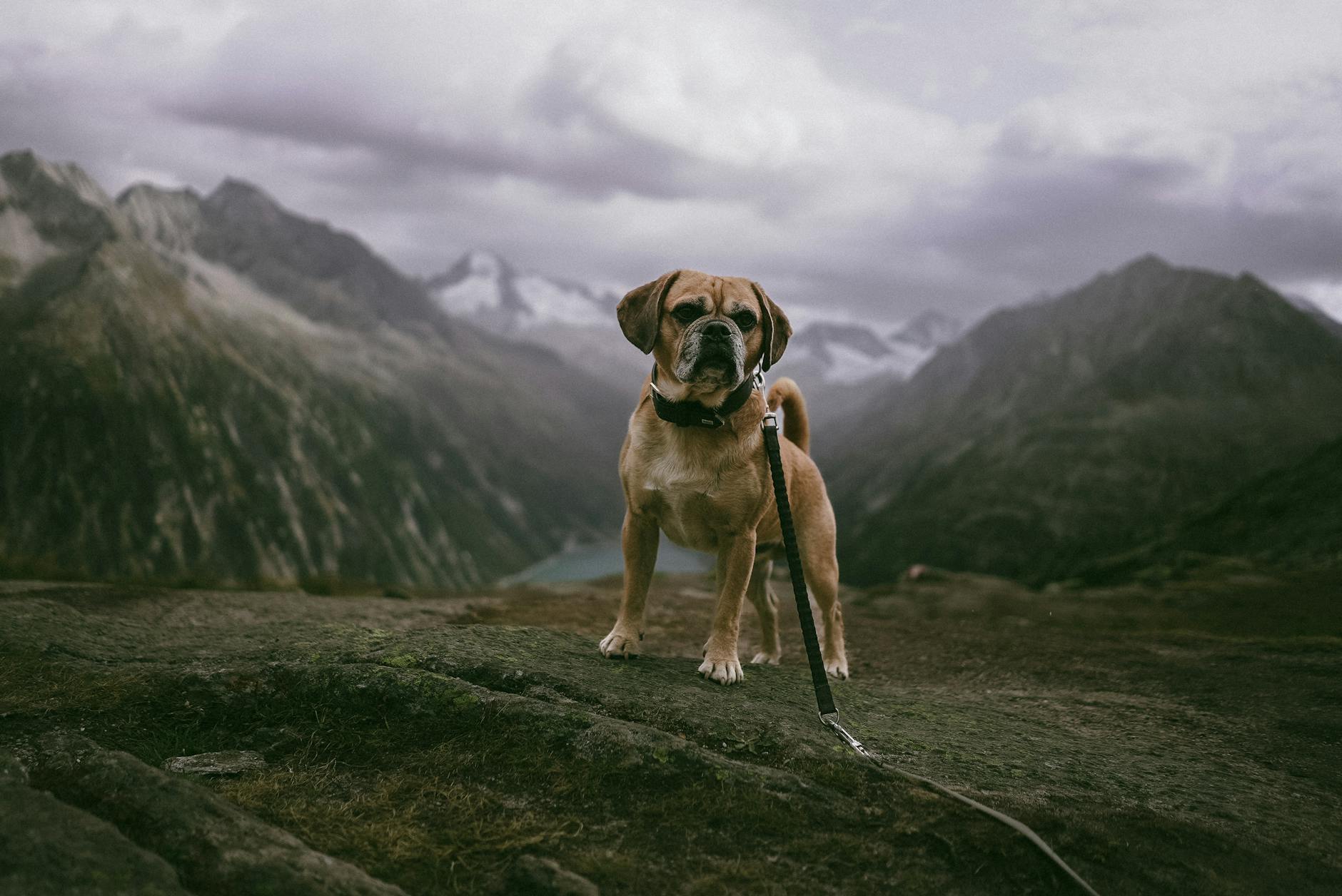 Puggle Dog Breeds