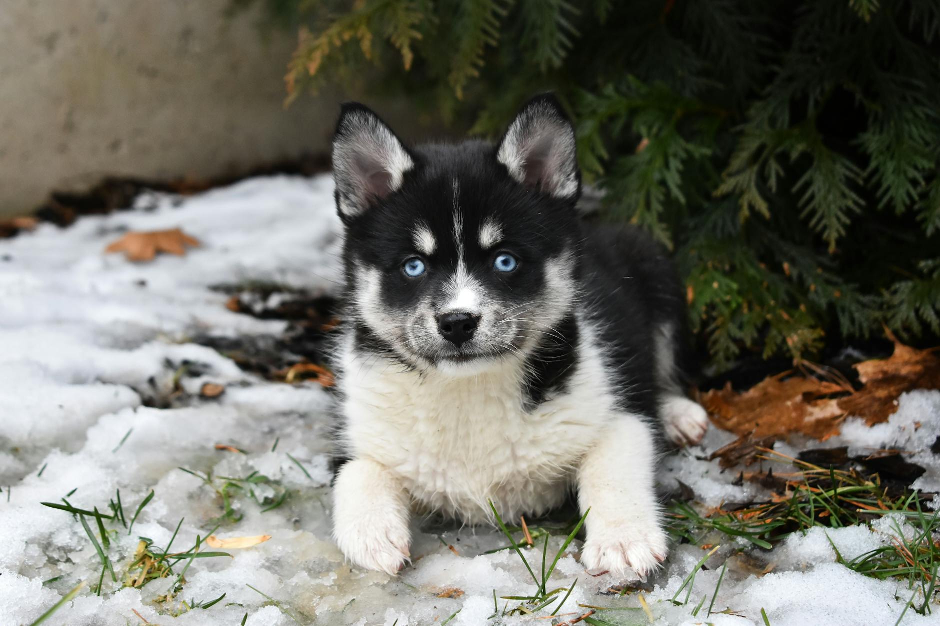 Pomsky Dog Breeds
