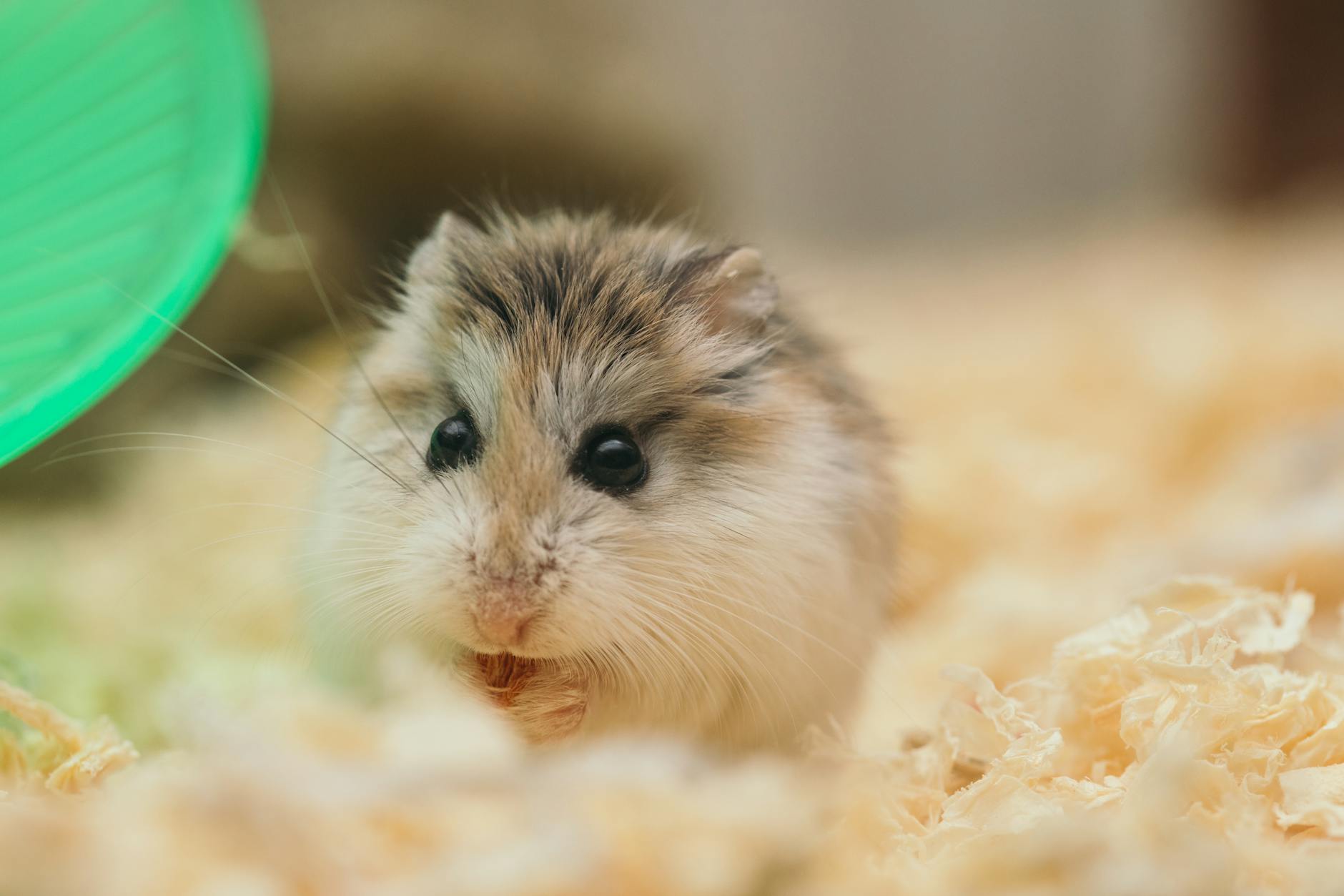 Hamsters Pets