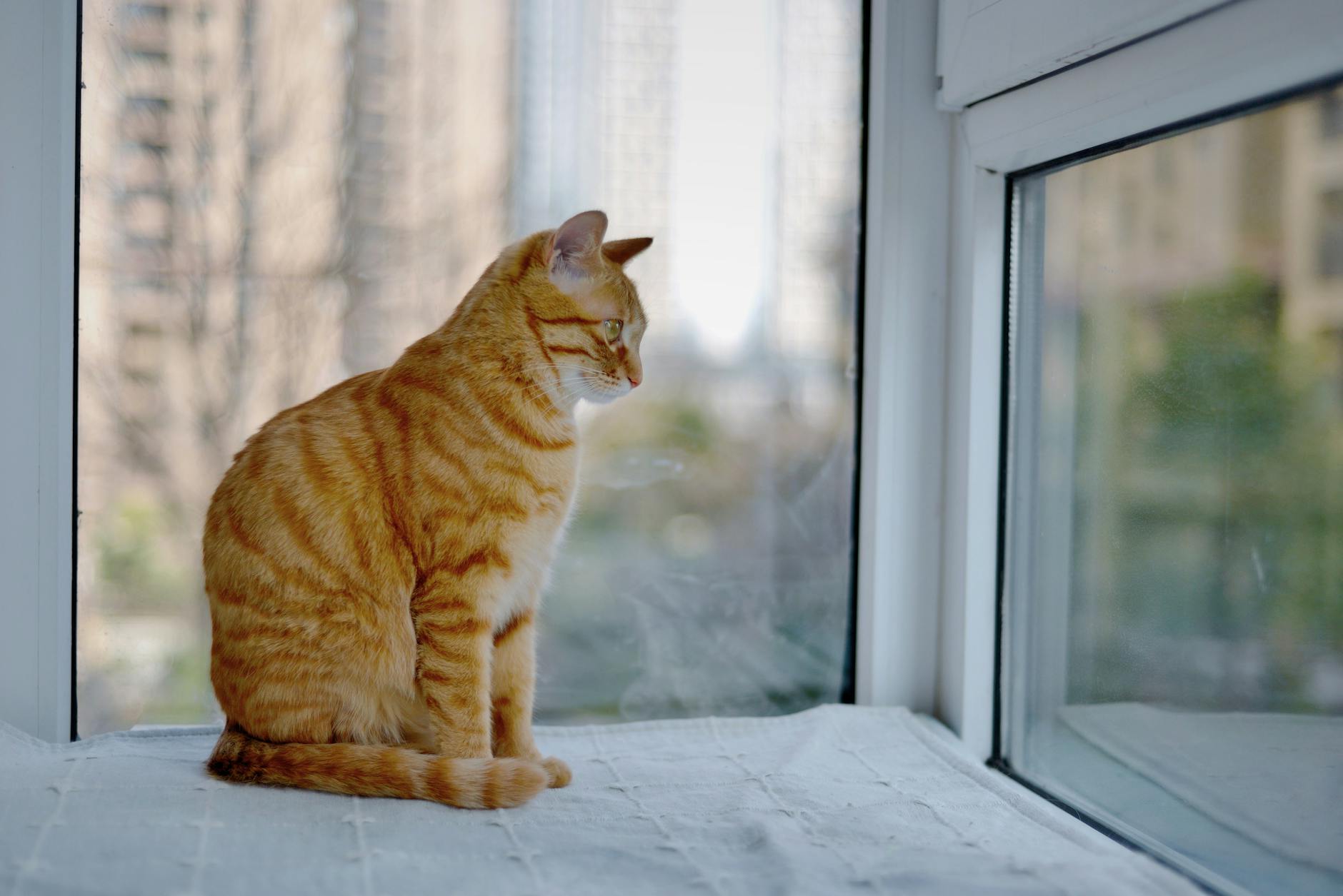 Cats Indoor Pets