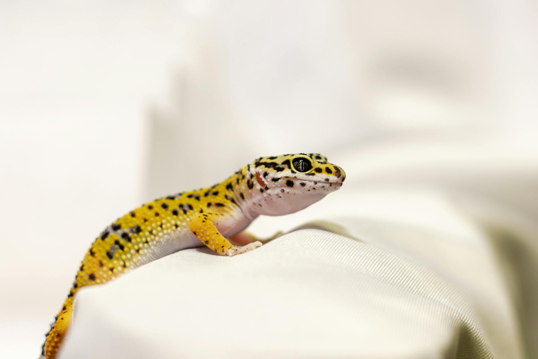 Leopard Geckos Pets