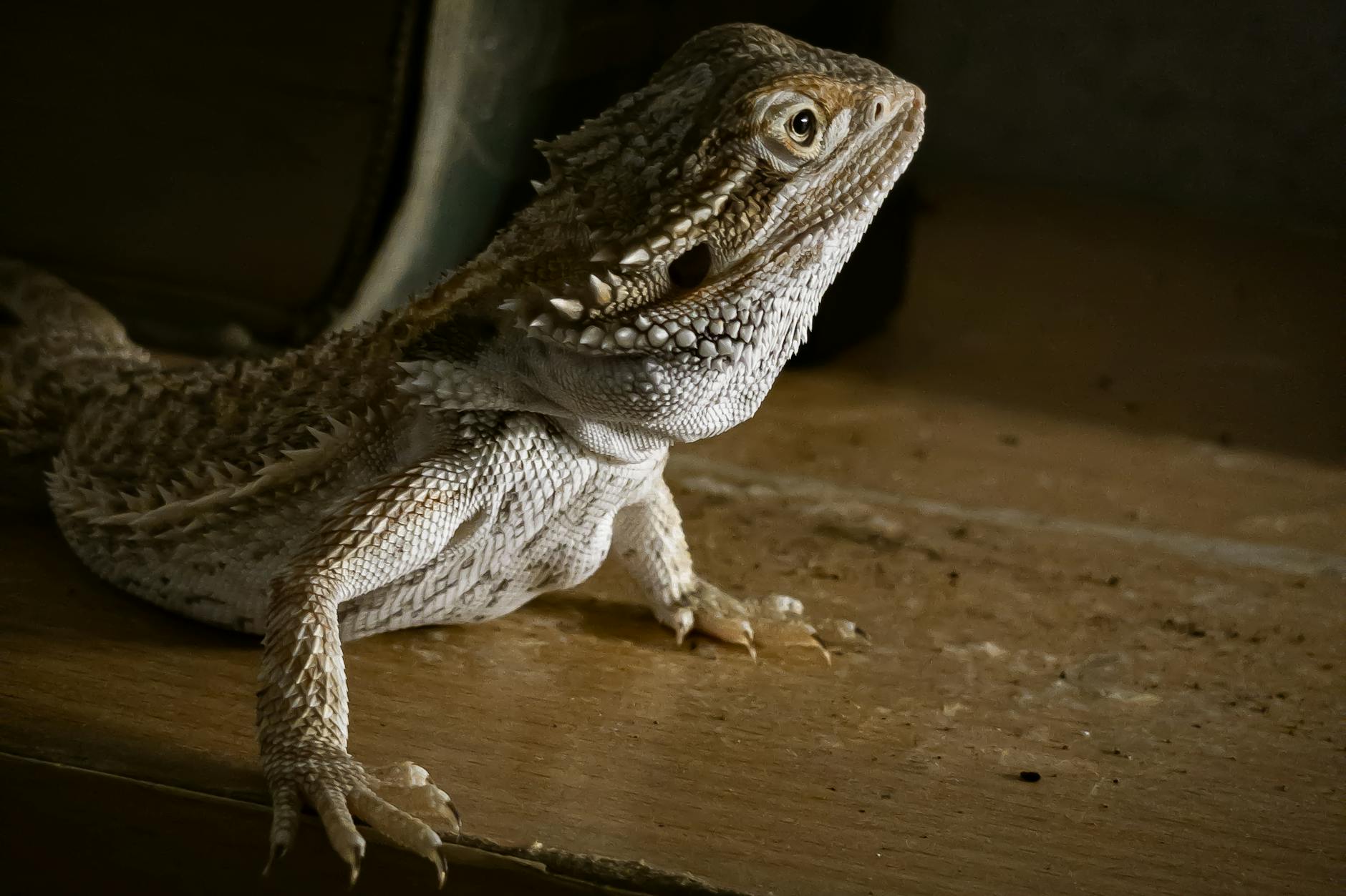 Bearded Dragons Pets