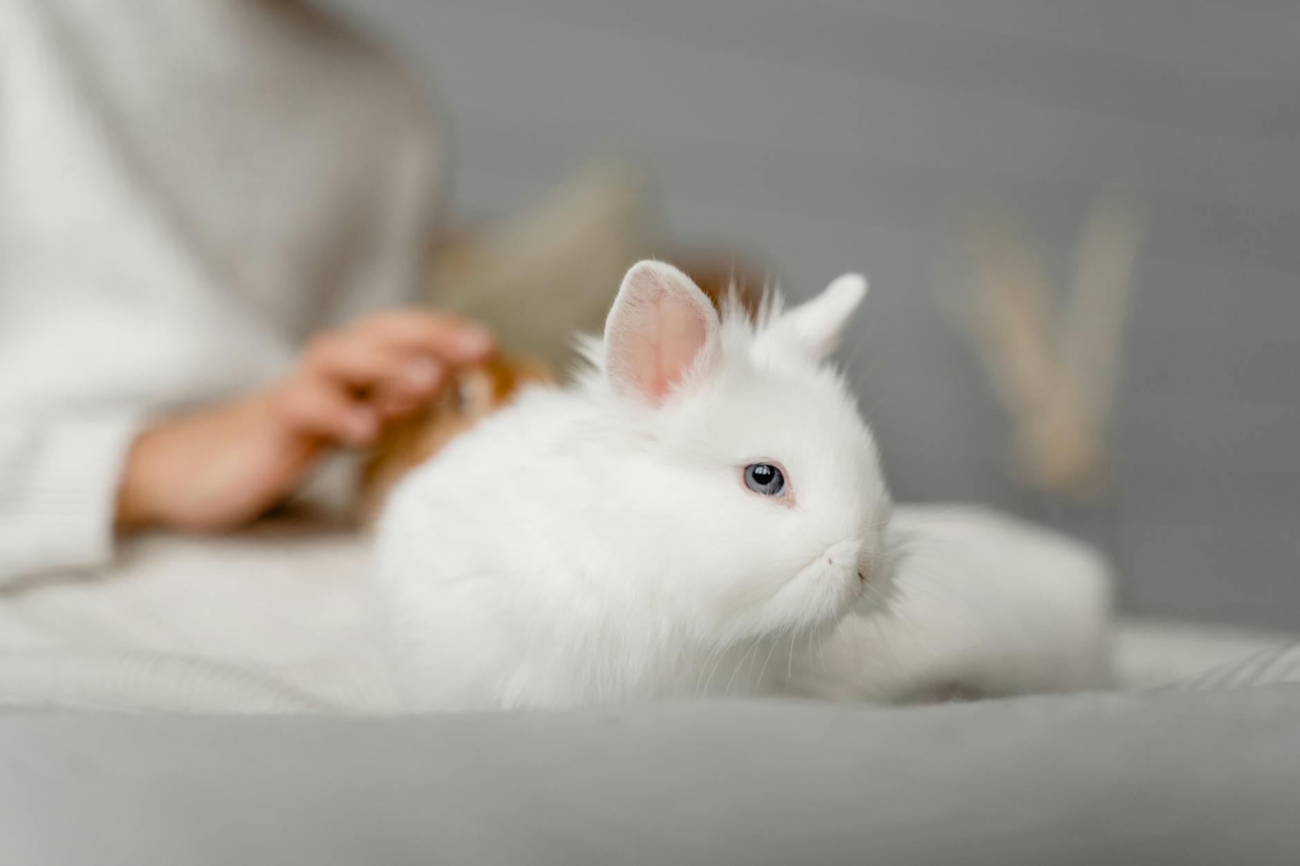 Rabbits Pets