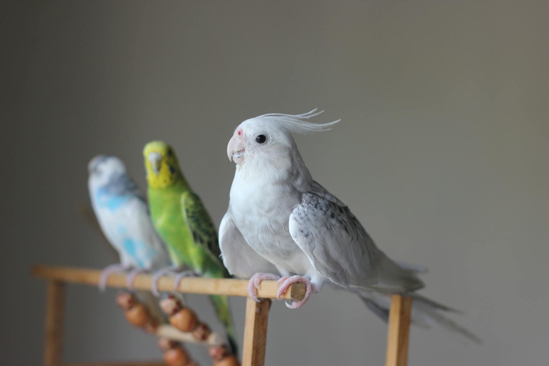 Budgerigars Pets