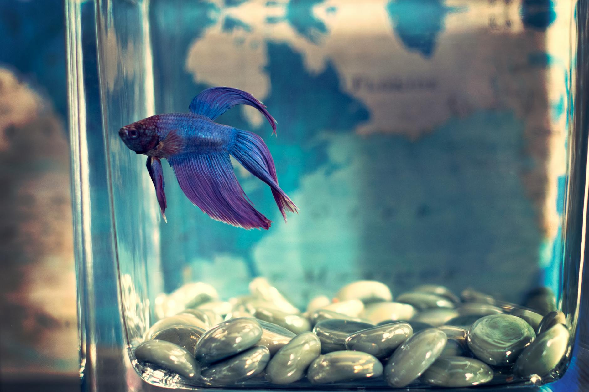 Betta Fish Pets