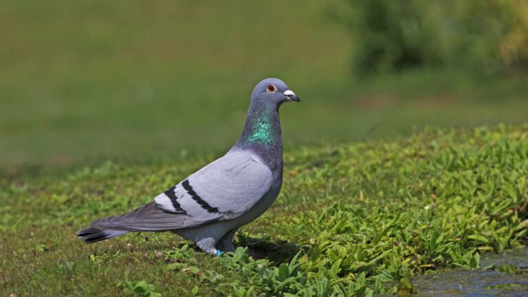 A New Study Claims City Birds Are More Afraid of Women Than Men