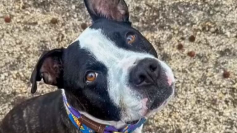 This Sweet Pit Bull Has Been Waiting Nearly 600 Days to Find His Forever Home
