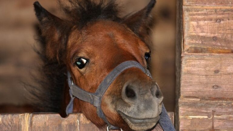 This Tiny Miniature Pony Named Annie Refuses to Go Outside and the Internet Is Totally on Her Side