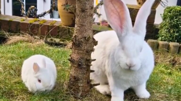 Meet the 22-Pound Giant Rabbit Who Has His Own Room and a Tiny Girlfriend Who Sleeps Under His Ear