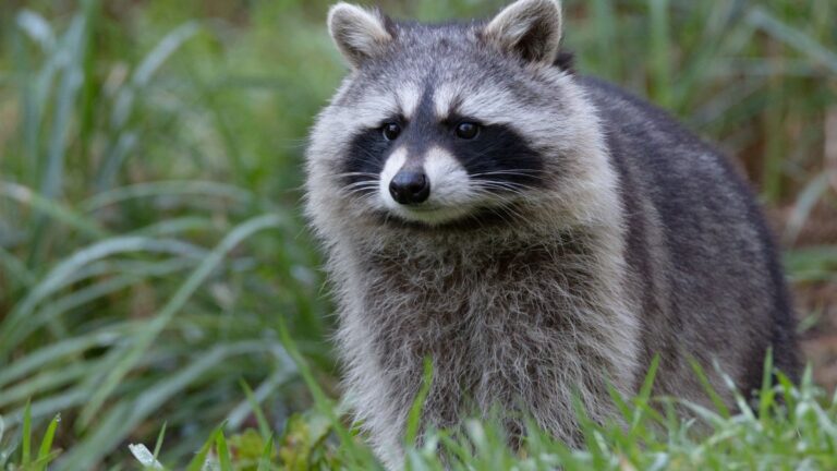 Woman Fed Raccoons for 38 Years Until 100 of Them Showed Up and Took Over Her Yard