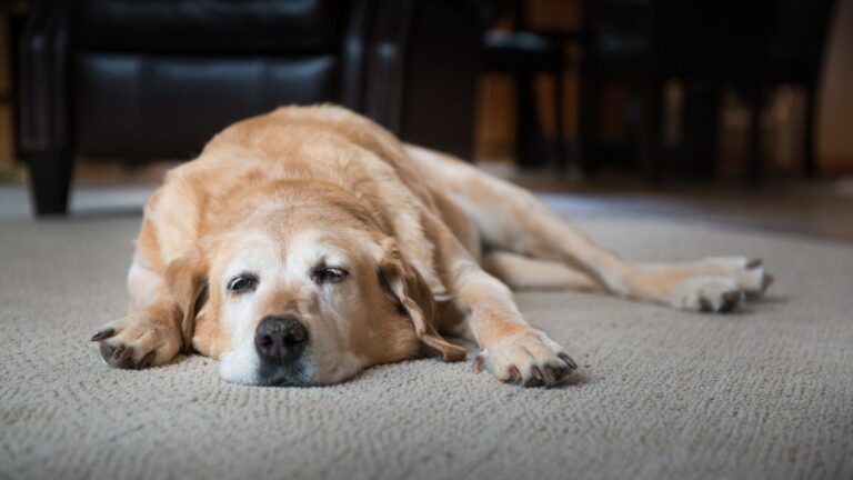 What Your Aging Pet Is Trying to Tell You? The Real Signs They’re Still Thriving