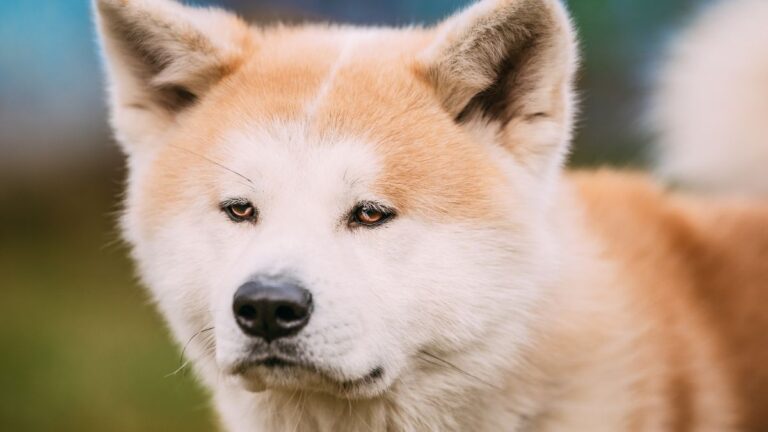 Meet the Ancient Dog Breeds That Still Carry the DNA of the Ice Age