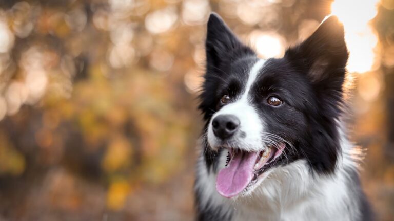 Dog Breeds That Form Unusually Deep Bonds With Just One Person in the Household