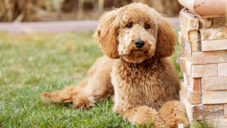 The Doodle Breeds That Demand Far More Than You Might Expect