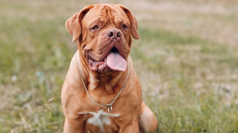 The Gentle Giants Paying the Heaviest Price: Dog Breeds That Live the Shortest Lives