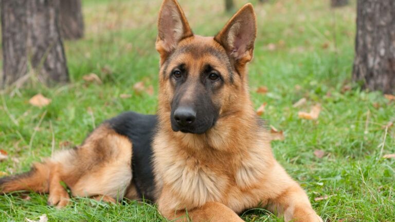 The Popular Dog Breeds Most Likely to Struggle With Their Joints, According to Vets