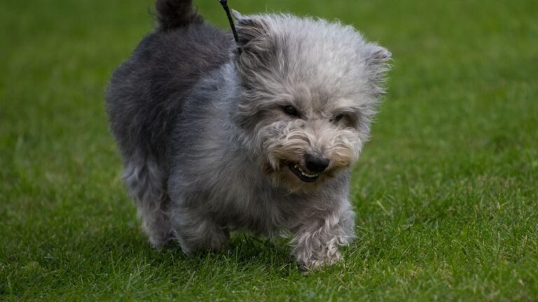 The Dog Breeds That Deserve Far More Love Than They Get
