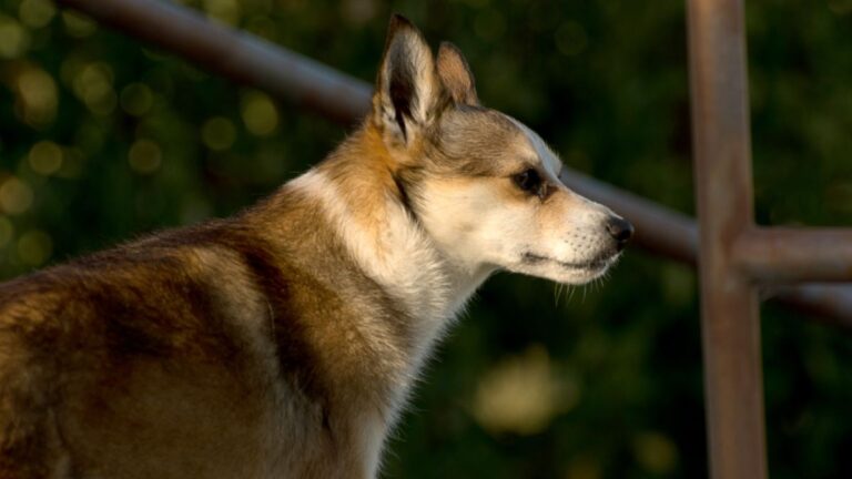 Rare Breeds That Will Make You Look Twice at the Dog Park