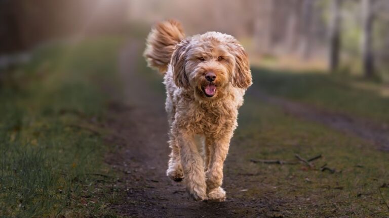 The Dog Breeds Quietly Vanishing From Our World — And the Humans Racing to Save Them