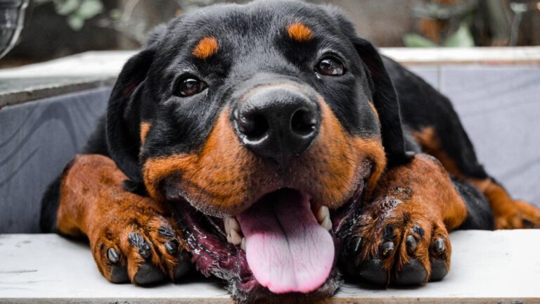 The Dogs We’ve Gotten Wrong: What Science Says About “Dangerous” Breeds
