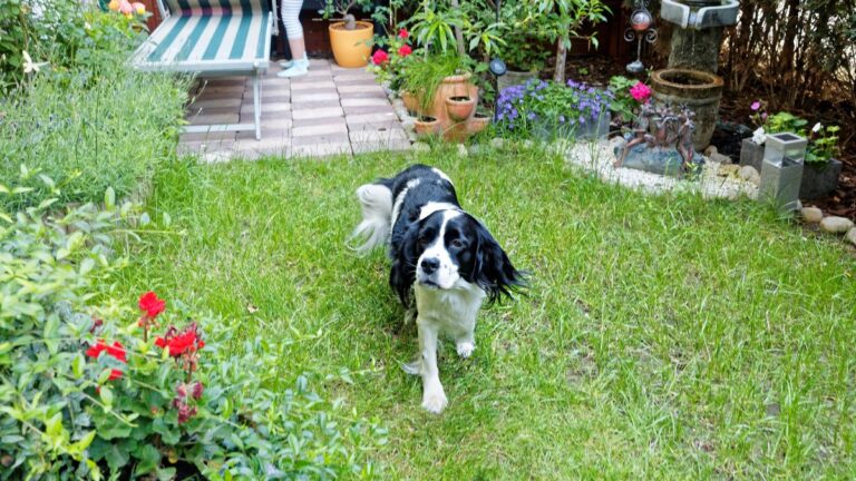 The Garden Dangers Every Dog Owner Should Know About