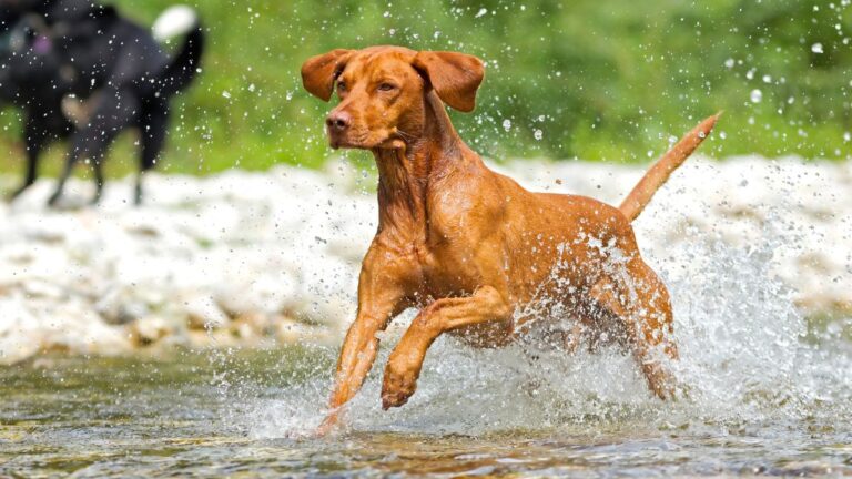 The Medium-Sized Dog Breeds That Give Their Whole Heart to Every Person They Meet