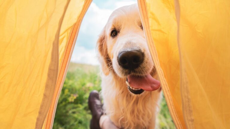 What You Absolutely Must Know Before Taking Your Dog on a Camping Trip