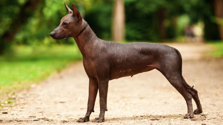 Meet the Fur-Free Dogs With Thousands of Years of History Behind Their Bare Skin