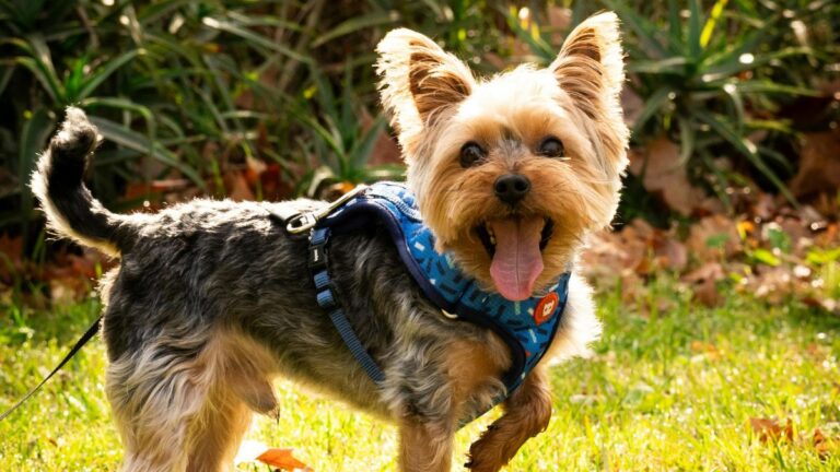 The Tiny Dog Hiding a Double Row of Teeth — And Why Your Vet Wants to Know About It