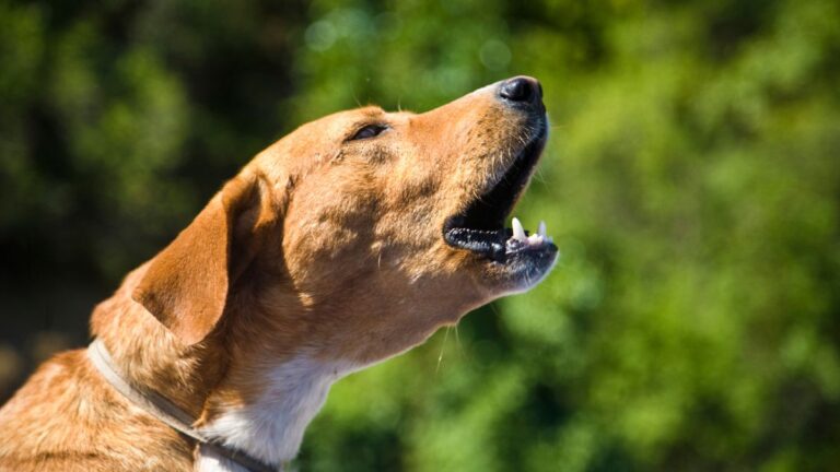 When Your Dog Won’t Stop Barking: What Their Voice Is Really Trying to Tell You