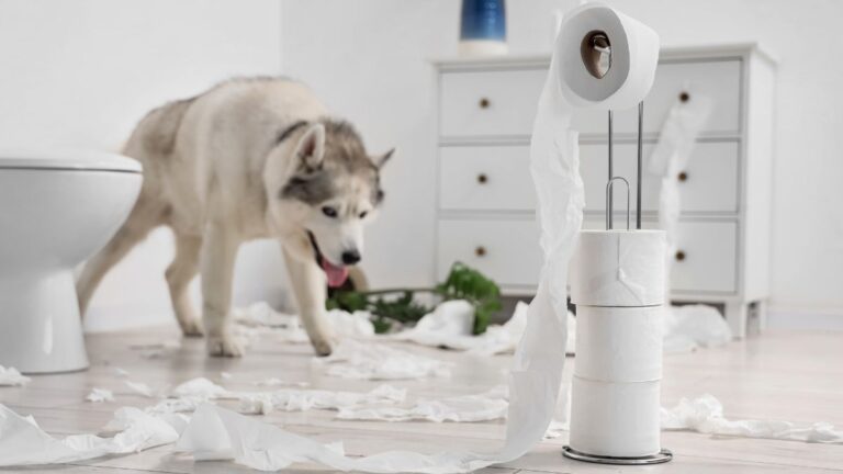 Your Dog Has a Very Good Reason for Following You to the Bathroom