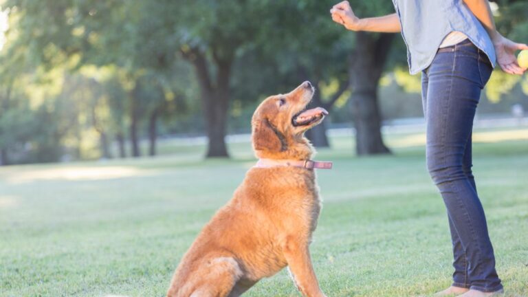 The Three Basic Commands That Could Actually Save Your Dog in an Emergency