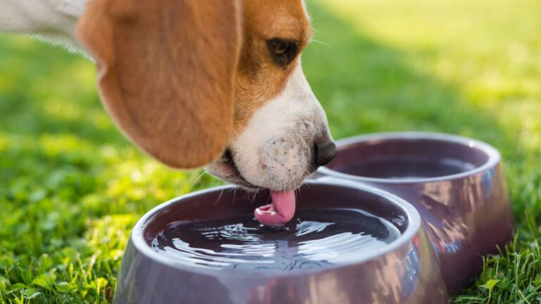 Is Your Pet Drinking Enough? Hydration Guide for Extreme Summer Heat