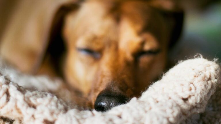 The Real Meaning Behind That Tiny Sigh Your Dog Makes Right Before Falling Asleep