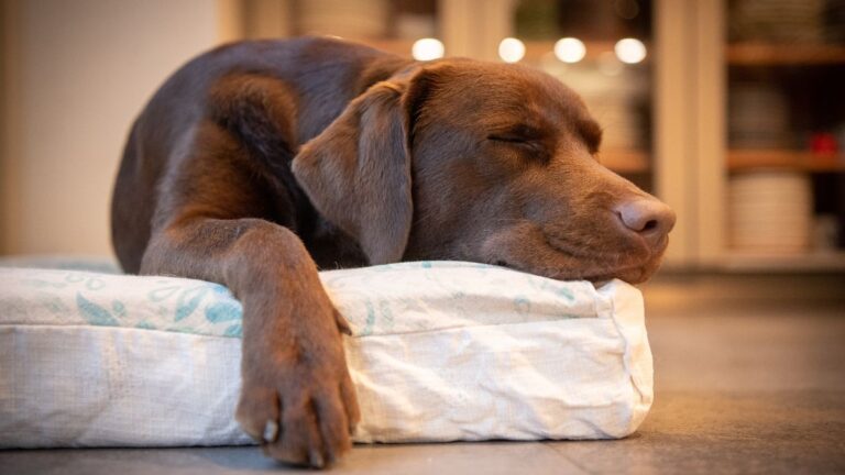 What Your Dog Dreams About When Their Paws Start Twitching in Their Sleep